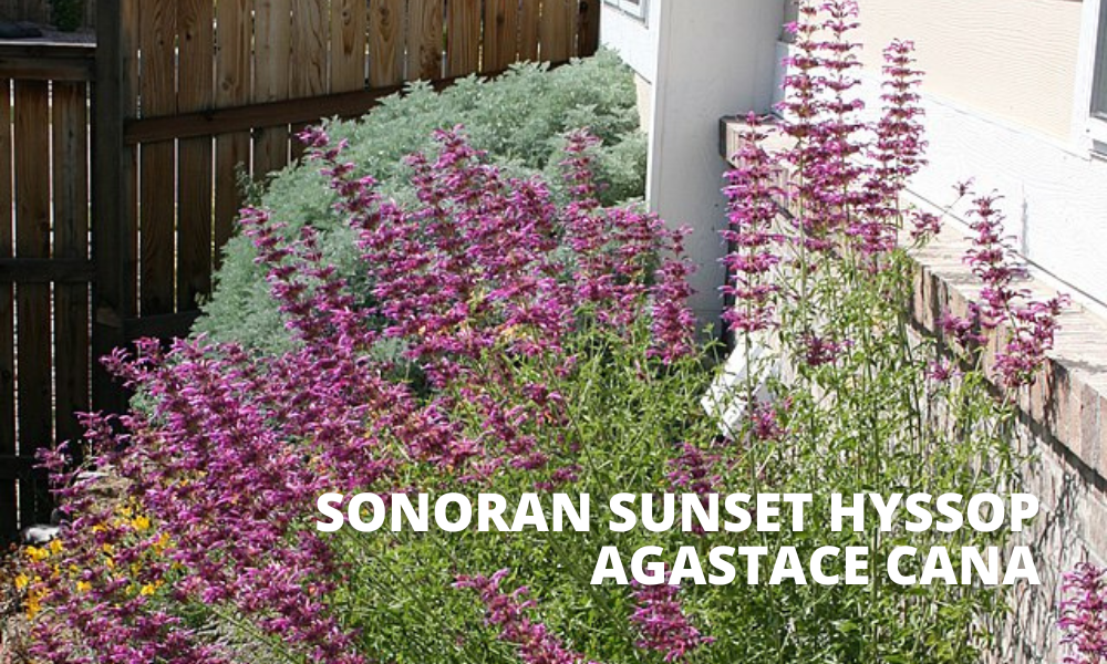 Sonoran Sunset Hyssop | City of Draper