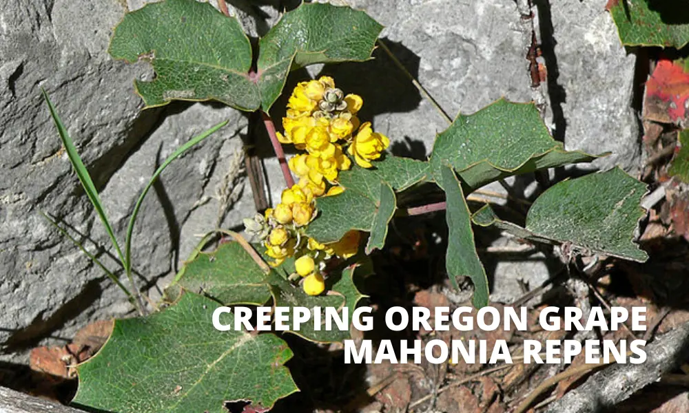 Creeping Oregon Grape | City of Draper